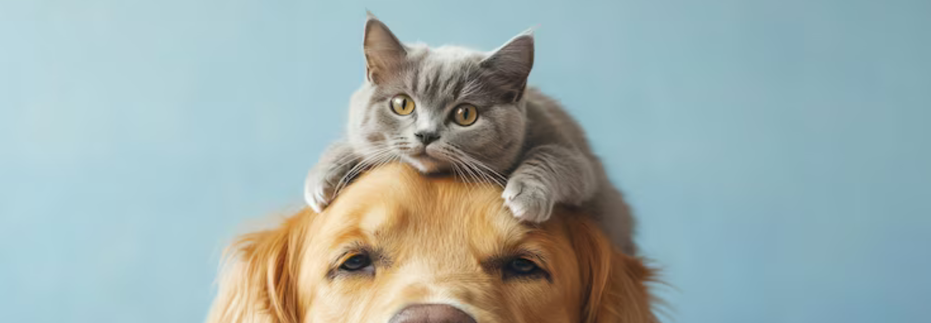 Happy Pets, Happy Homes