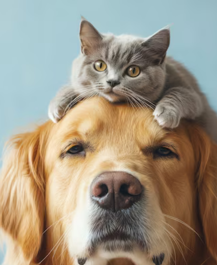 Happy Pets, Happy Homes