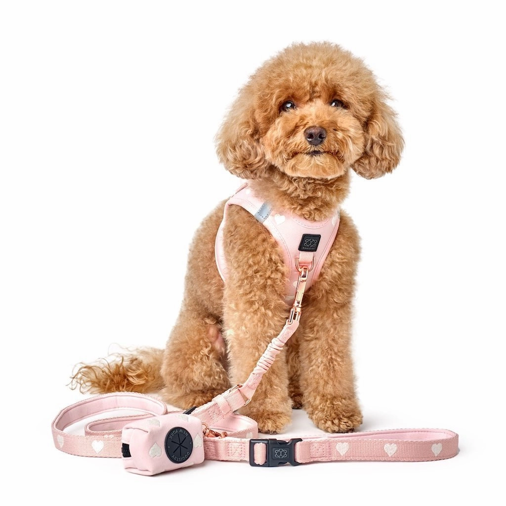 3-in-1 City Dog Leash Sweetheart