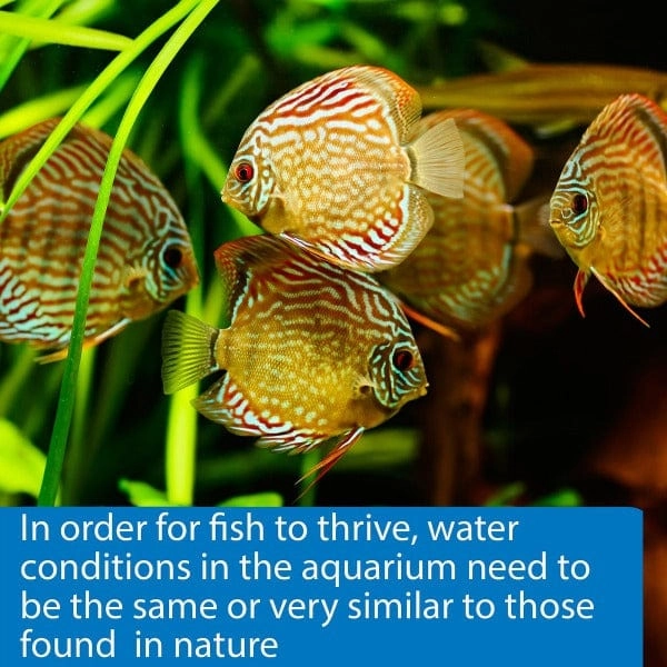 API 5 In 1 Aquarium Test Strips
