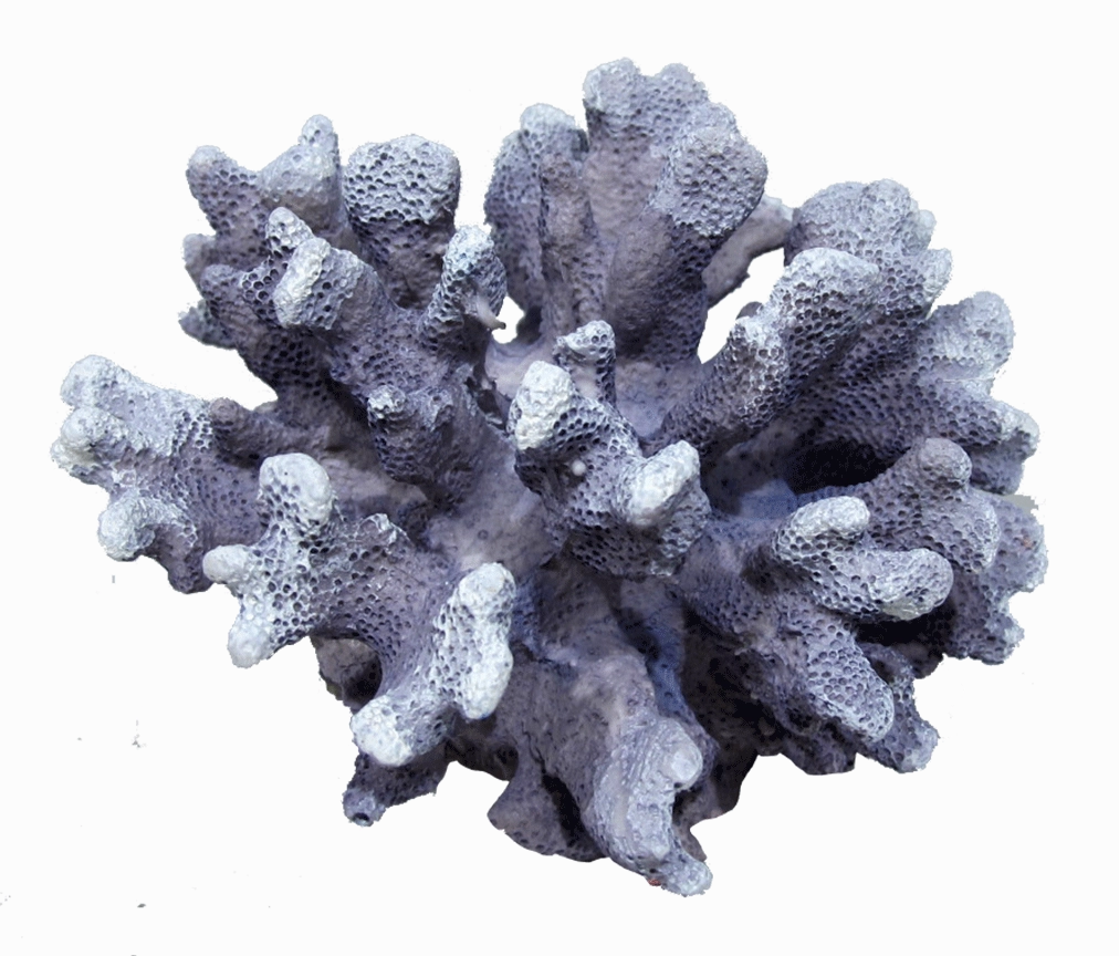Aquamate - Corals (Small)