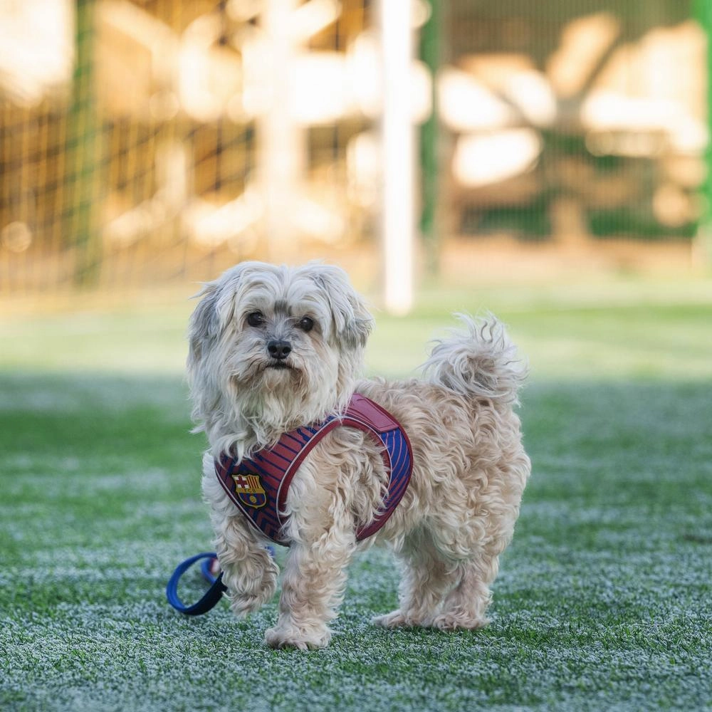 Barcelona Air Vest for Dogs