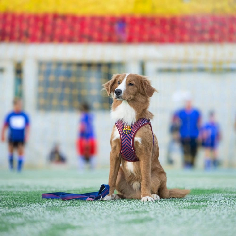 Barcelona Air Vest for Dogs