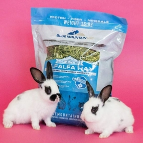 Small Pets1