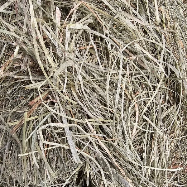 Blue Mountain Hay High-Altitude Orchard Grass Hay