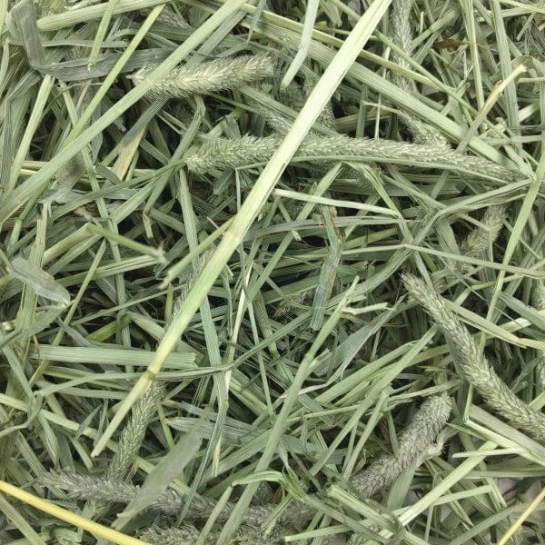 Blue Mountain Hay High-Altitude Timothy Hay (1st Cutting)
