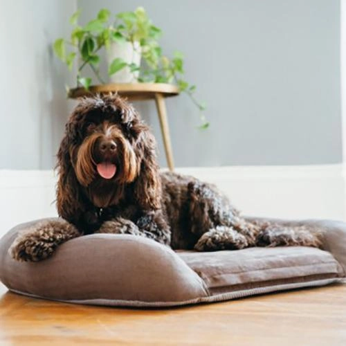 California Dreaming Memory Foam Dog Bed Big Sur Brown