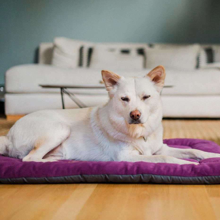 Chill Pad Dog Bed Plum