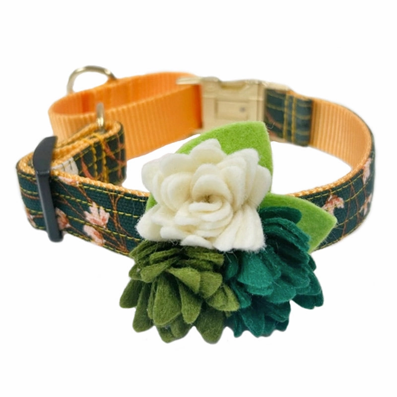 Collar Flower - Succulent