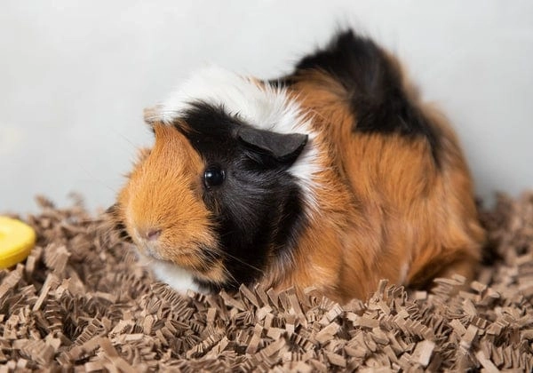 Eco Bedding for Small Pets