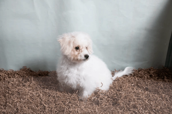 Eco Bedding for Small Pets
