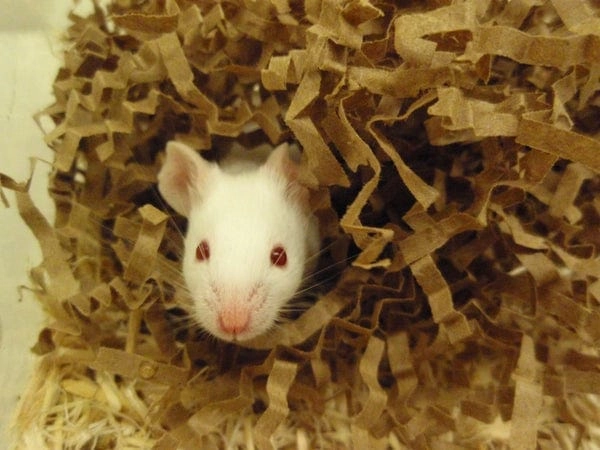 Eco Bedding for Small Pets