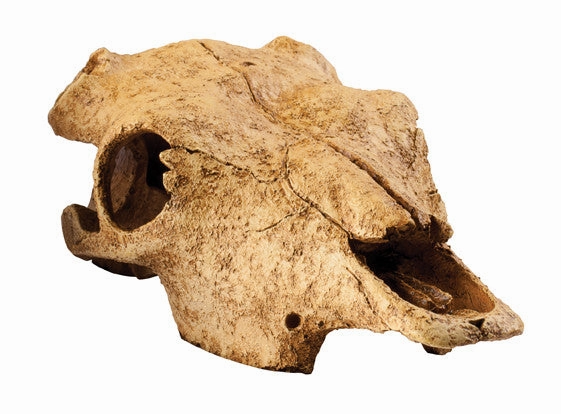 Exo Terra - Buffalo Skull (Medium)