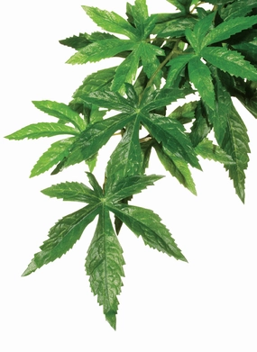 Exo Terra - Forest Plant Abuilton (Medium)