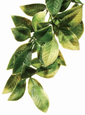 Exo Terra - Forest Plant Mandarin (Large)