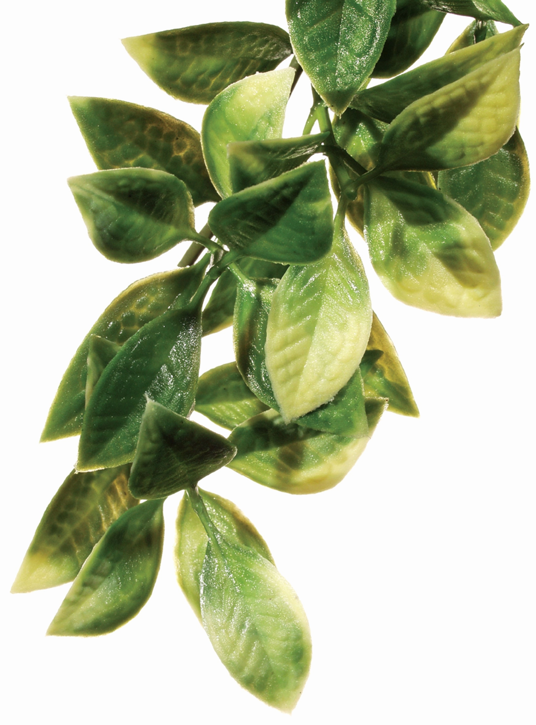 Exo Terra - Forest Plant Mandarin (Large)