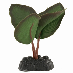 Fish Gear Anubias Silk Betta Plant (4")
