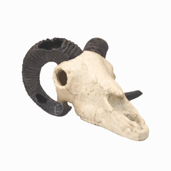 Fish Gear Rams Skull Aquarium Ornament
