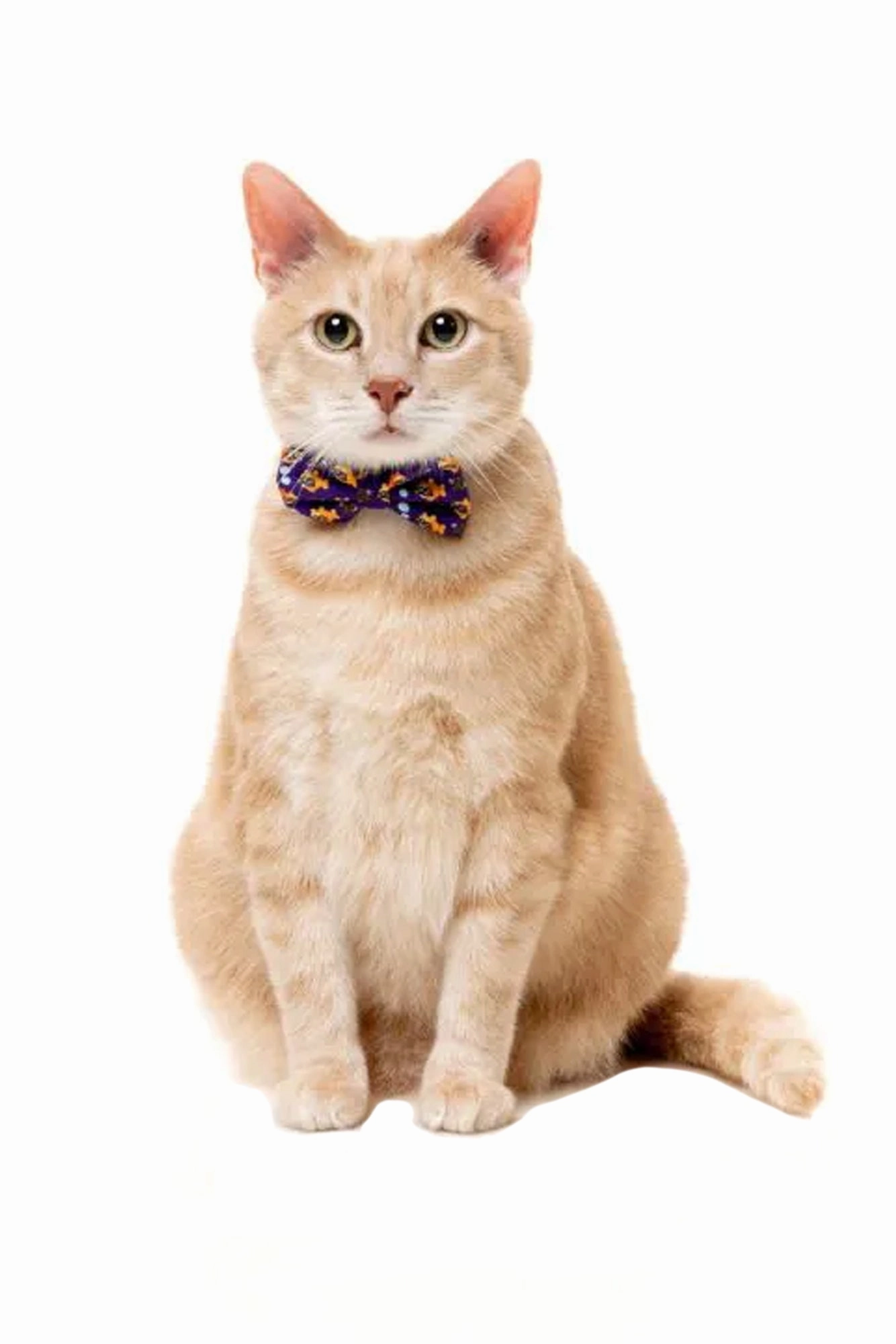 FuzzYard Cat Fashion Pack