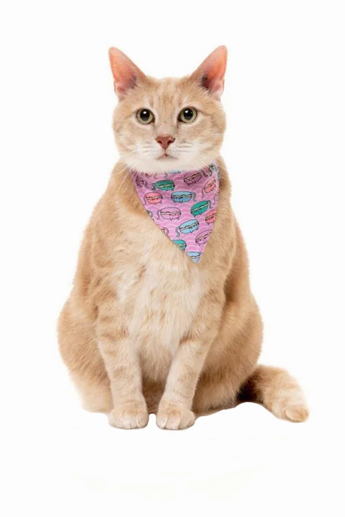 FuzzYard Cat Fashion Pack