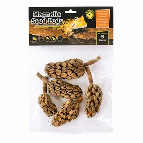 Galpagos Magnolia Seed Pods