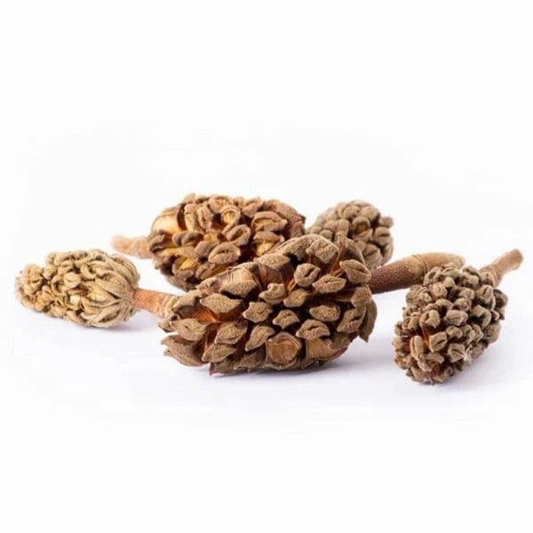 Galpagos Magnolia Seed Pods