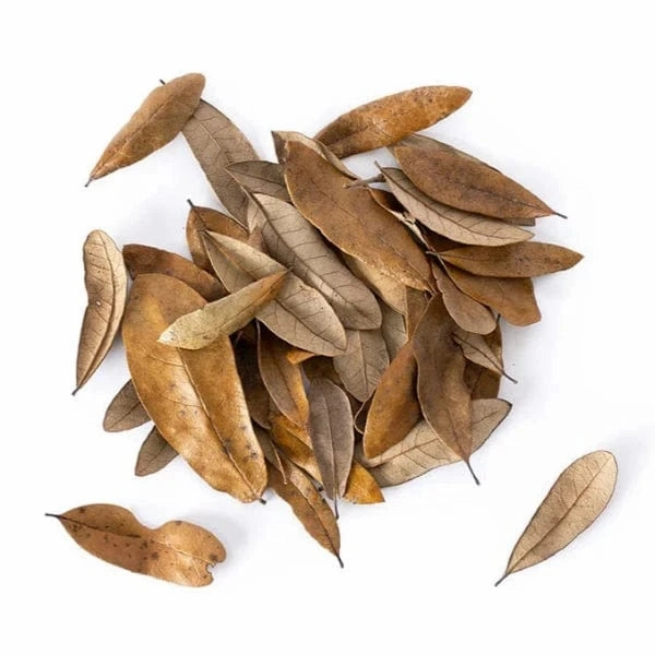 Galpagos Natural Live Oak Leaf Litter