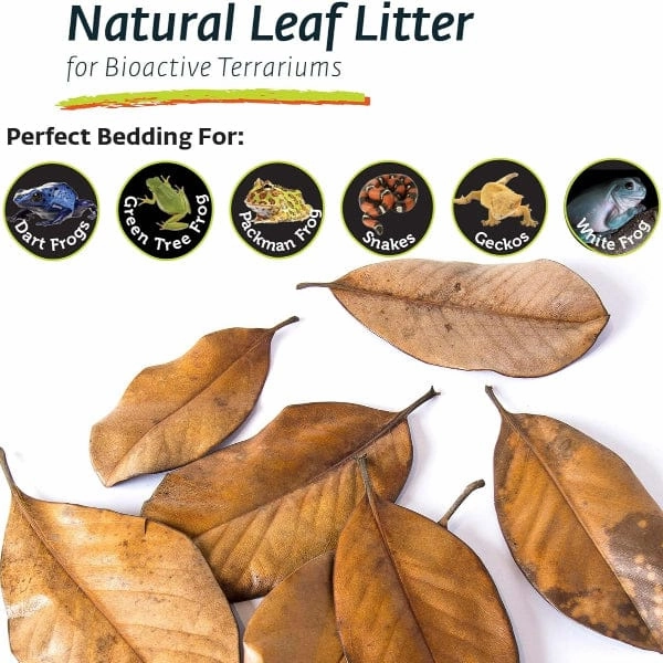 Galpagos Natural Magnolia Leaf Litter