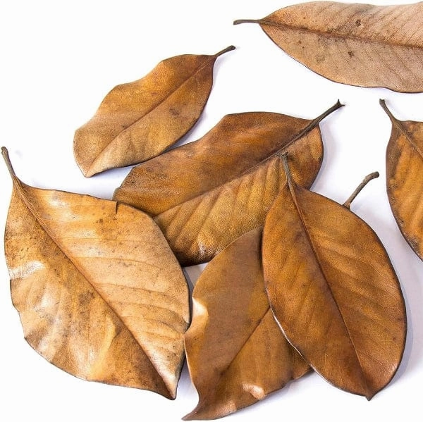 Galpagos Natural Magnolia Leaf Litter