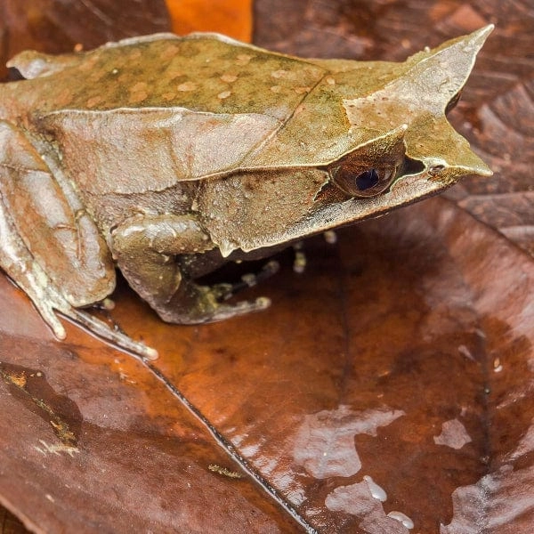 Galpagos Natural Magnolia Leaf Litter