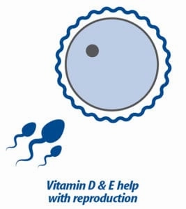 Hari Prime Vitamin Mineral Amino Acid Supplement for Birds