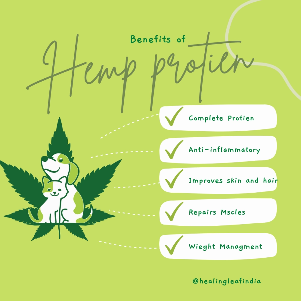Healing Leaf Hemp Protein Powder and Pedigree Chicken and Liver Chunks in Gravy Adult Wet Food Combo for Dogs