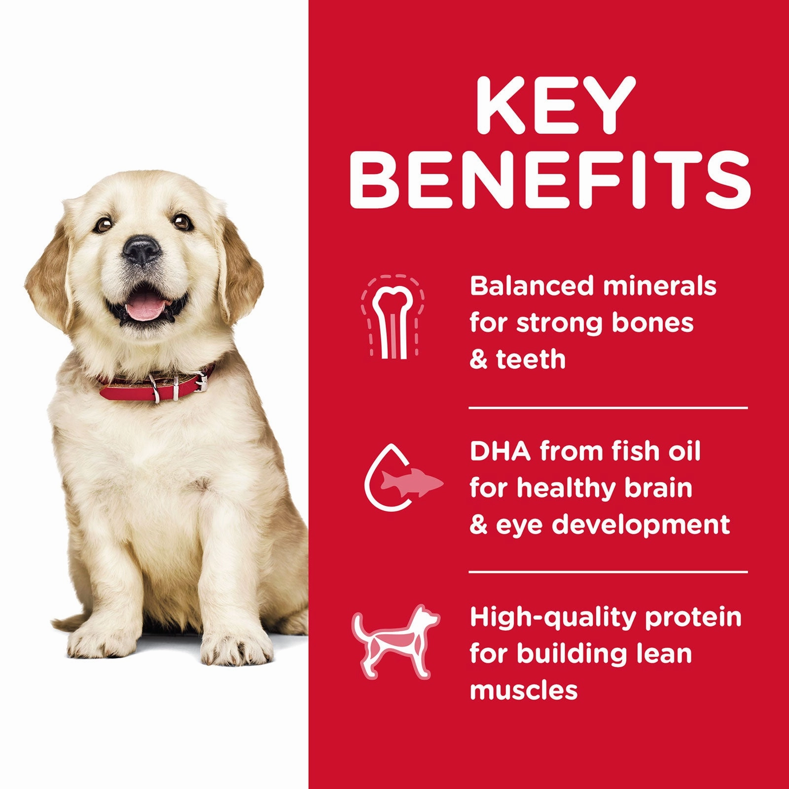 Hill's Science Diet Dog Food Puppy Large Breed