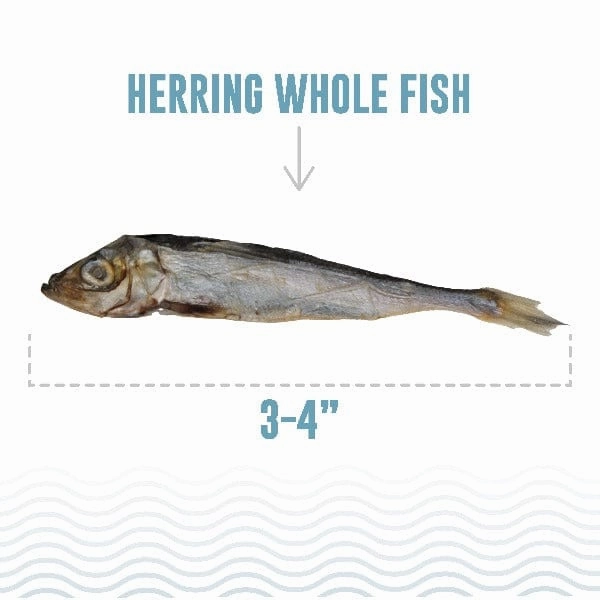 Icelandic  Herring Whole Fish Cat Treats (SPECIAL ORDER ITEM)
