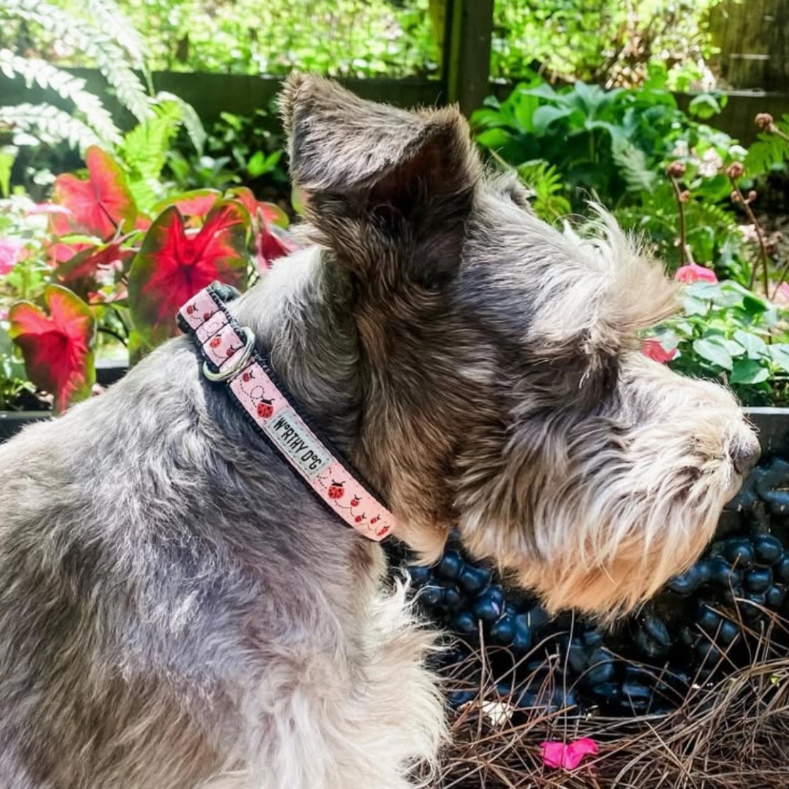 Ladybug Collar and Lead Collection