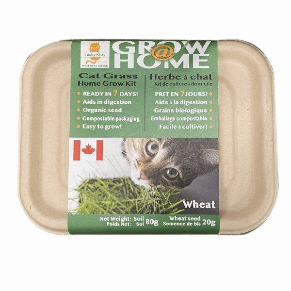 Lucky Kitty Grow @ Home Cat Grass Home Grow Kit; Wheat