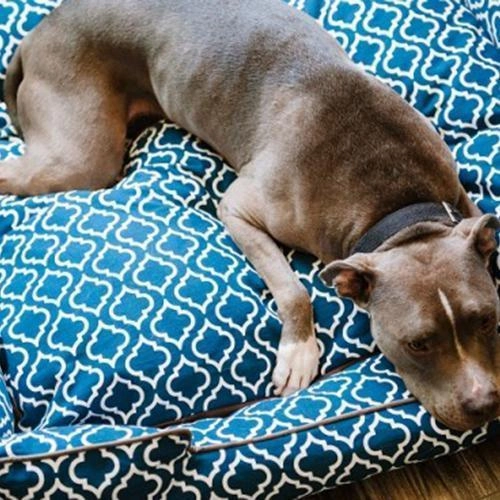 Moroccan Lounge Dog Bed Teal