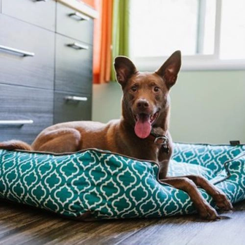 Moroccan Lounge Dog Bed Teal