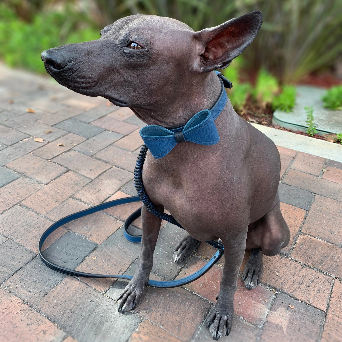 Nixon Leather Orion Blue/Black Alex Dog Bow Tie Slider