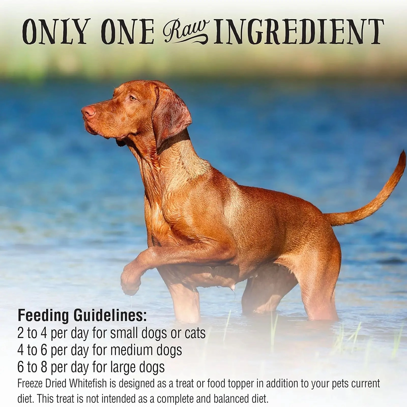 Northwest Naturals Raw Rewards Freeze Dried Treats for Dogs and Cats - WhiteFish 70g