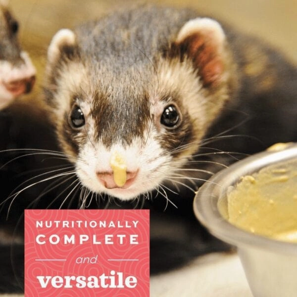 Oxbow Critical Care Carnivore