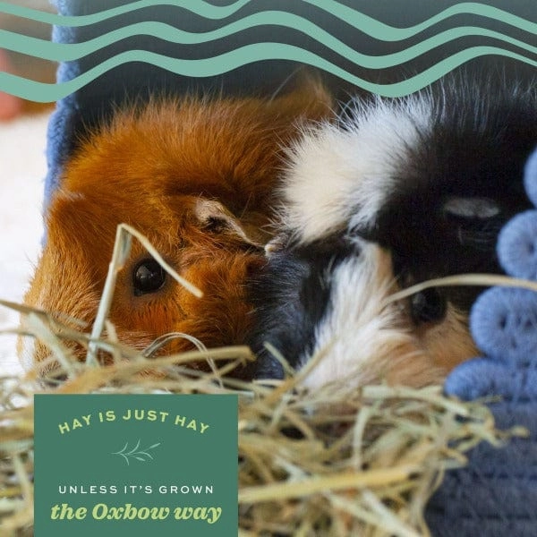 Oxbow Harvest Stacks Western Timothy with Chamomile