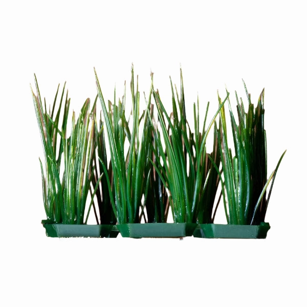 Penn Plax Foreground Plastic Plant; available in different styles