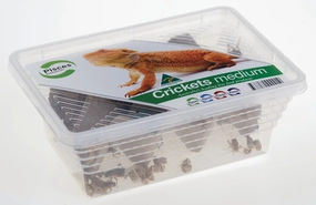 Pisces - Live Crickets Medium Tub