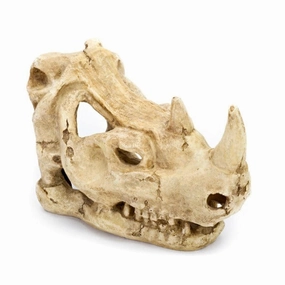 Resin Rhino Skull