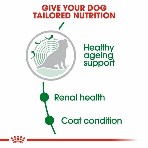 Royal Canin - Mini Ageing 12  Dog Dry Food 1.5kg
