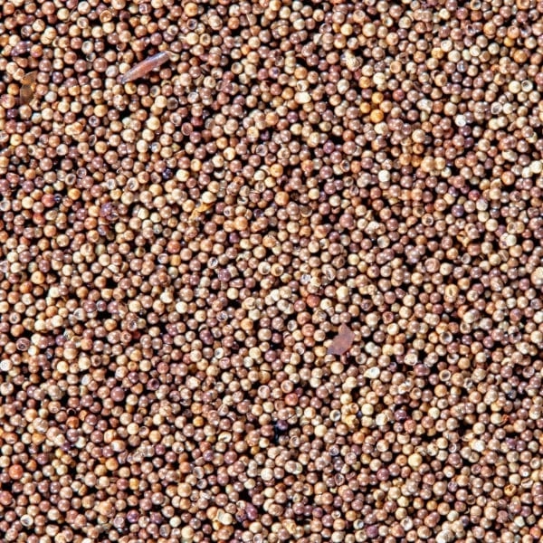San Francisco Bay Brand Brine Shrimp Eggs