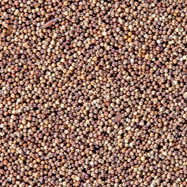 San Francisco Bay Brand Brine Shrimp Eggs