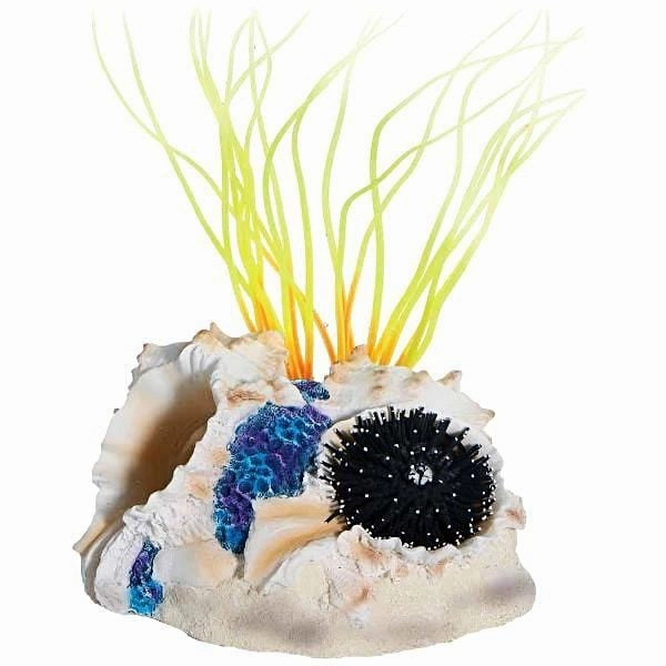 Sea Flower Tahiti Shell Small Anemone Red
