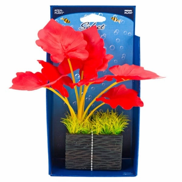 Select Red Plant With Square Base